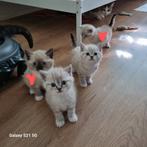 Britse Korte Haar Kittens, Poes, Ontwormd