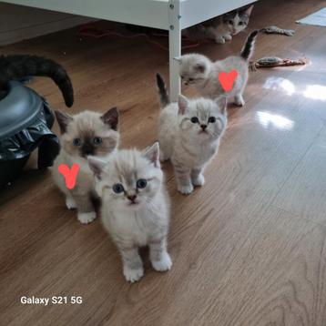Britse Korte Haar Kittens beschikbaar voor biedingen