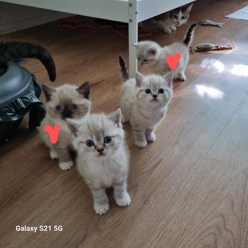 Britse Korte Haar Kittens, Dieren en Toebehoren, Katten en Kittens | Raskatten | Korthaar, Poes, Ontwormd