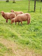 coburger fuchs, Dieren en Toebehoren, Schapen, Geiten en Varkens, Mannelijk, Schaap, 0 tot 2 jaar