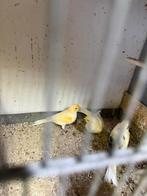 3 mooie kanaries!, Dieren en Toebehoren, Vogels | Kanaries, Mannelijk, Kleurkanarie