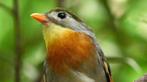 span nachtegalen te koop of ruilen, Dieren en Toebehoren, Meerdere dieren