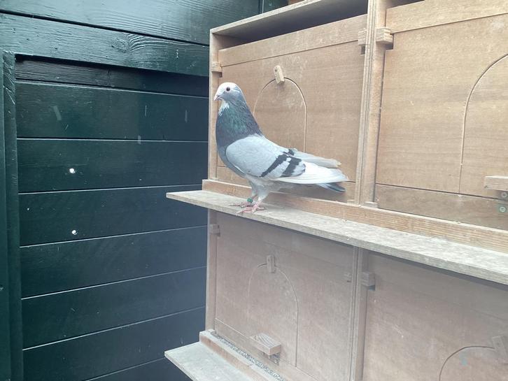 Gereserveerd voor Justin, Dieren en Toebehoren, Vogels | Duiven, Mannelijk
