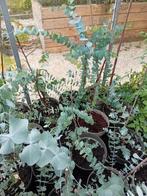 Eucalyptus Silver Dollar - 1 jaar oud 15 stuks, Tuin en Terras, Planten | Tuinplanten, Ophalen of Verzenden, Vaste plant, Overige soorten