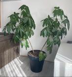 Grote kamerplant Vingerboom/vingerplant Schefflera, Huis en Inrichting, Kamerplanten, Ophalen, Overige soorten, Halfschaduw, 150 tot 200 cm