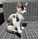 Kittens Laatste lapjespoes!!, Meerdere dieren, 0 tot 2 jaar
