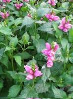 Chelone - Schildpadbloem, Volle zon, Vaste plant, Zomer, Ophalen