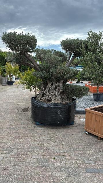 Mega Olijfboom Pon Pon beschikbaar voor biedingen