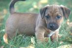 Prachtige Jack Russel pups!, Dieren en Toebehoren, Honden | Jack Russells en Terriërs, Jack Russell Terriër, 8 tot 15 weken, Meerdere