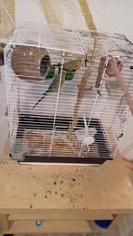 2x grasparkieten met kooi TE KOOP half tam, Dieren en Toebehoren, Meerdere dieren, Parkiet, Tam