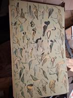 Vintage schoolplaat Vogels., Ophalen, Natuur en Biologie