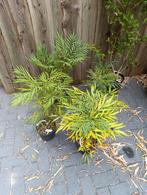 Mahonia confusa nara hiri, Tuin en Terras, Planten | Tuinplanten, Ophalen, Zomer, Volle zon