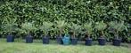 Palmboom Trachycarpus Fortunei chinese waaierpalm winterhard, Tuin en Terras, Planten | Bomen, Lente, Minder dan 100 cm, Palmboom
