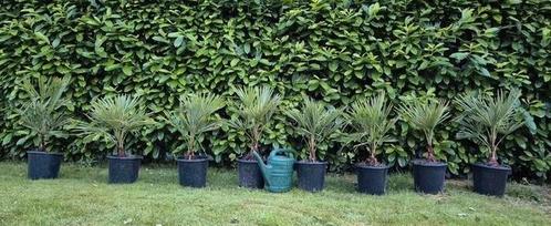 Palmboom Trachycarpus Fortunei chinese waaierpalm winterhard, Tuin en Terras, Planten | Bomen, Palmboom, Minder dan 100 cm, Volle zon