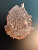 Versteend hout, Ophalen of Verzenden, Fossiel