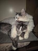 maine coon katers en poezen, Dieren en Toebehoren, Katten en Kittens | Raskatten | Langhaar, Meerdere dieren, Gechipt