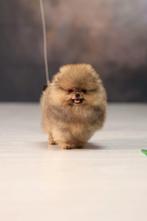 Pomeriaan pup reutje Orange Bear type – te reserveren, Keeshond, Reu, 8 tot 15 weken, Buitenland