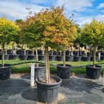 Japanse Esdoorn | Acer Palmatum, Tuin en Terras, Planten | Bomen, Ophalen of Verzenden, Lente, 100 tot 250 cm, Volle zon