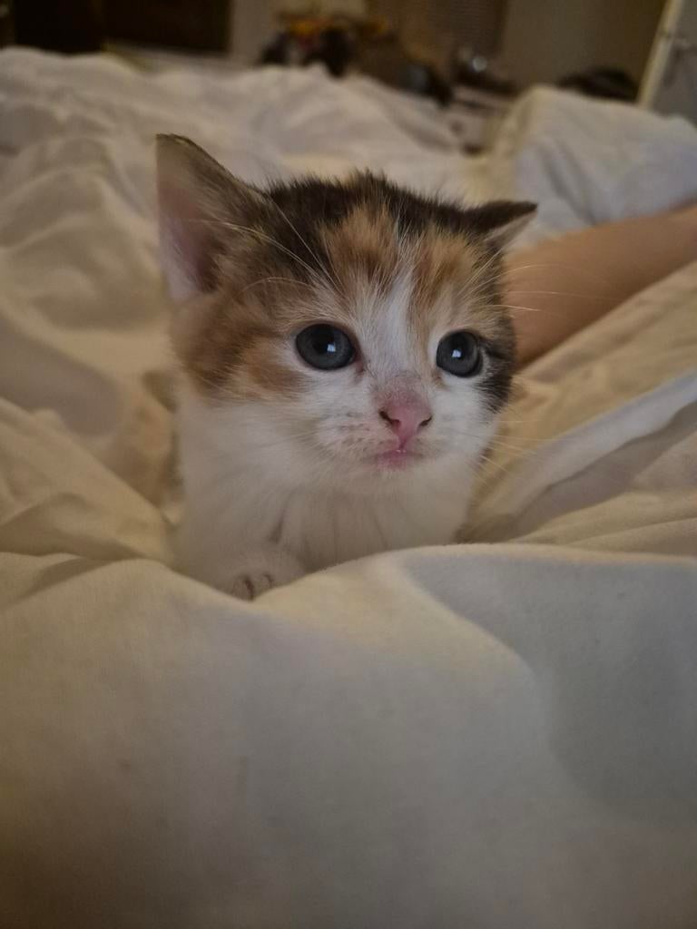 2 lieve kittens zoeken naar een warm huisje, Dieren en Toebehoren, Katten en Kittens | Overige Katten, Meerdere dieren