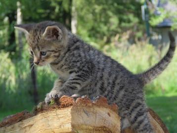 Prachtige kittens zoeken een goudenmandje! beschikbaar voor biedingen