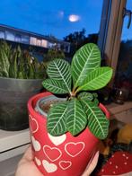 Zaden Madagascar jewel - euphorbia ionicera, 100 tot 150 cm, Overige soorten, Groene kamerplant, Halfschaduw