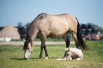 Knappe 8 jarige valk merrie, Dieren en Toebehoren, Paarden, Zadelmak, 7 tot 10 jaar, 160 tot 165 cm, Recreatiepaard