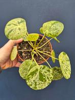 Pilea peperomioides Mojito p13