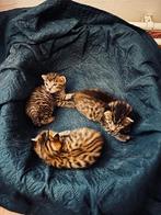 Kittens bengaals- mix, Dieren en Toebehoren, Katten en Kittens | Raskatten | Korthaar, Kater, Gechipt, 0 tot 2 jaar