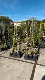 Kamperfoelie div kleuren stevige plant div soorten12,95 pst, Tuin en Terras, Ophalen, Volle zon, Vaste plant, Klimplanten