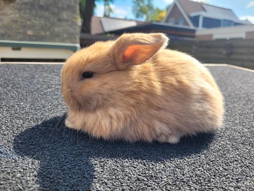 Prachtige raszuivere minilops, Dieren en Toebehoren, Konijnen, Dwerg, Meerdere dieren, 0 tot 2 jaar, Hangoor