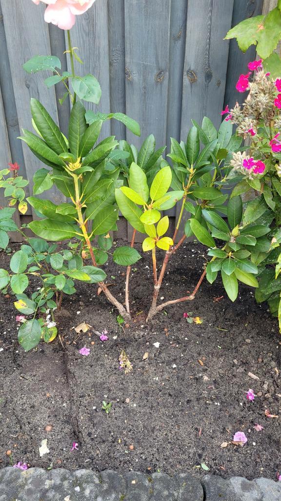 Rododendron met roze-paarse bloemen, Tuin en Terras, Planten | Tuinplanten, Vaste plant, Overige soorten, Halfschaduw, Lente, Ophalen