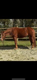 Super lieve 4 jarige Quarterhorse Merrie te koop, Dieren en Toebehoren, Paarden, Merrie, Met stamboom, 3 tot 6 jaar