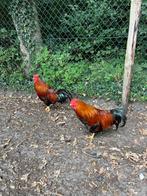 raszuivere welsumer hanen 1-8-2024, Dieren en Toebehoren, Pluimvee, Mannelijk, Kip