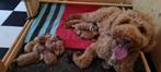 Australian Labradoodle pups, Dieren en Toebehoren, Honden | Niet-rashonden, 8 tot 15 weken, CDV (hondenziekte), Meerdere, Meerdere dieren