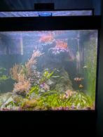 Levende haven zoutwater aquarium, Ophalen