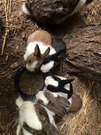 Konijn, Dieren en Toebehoren, Konijnen, Meerdere dieren, Middelgroot