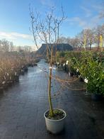 Chinese Esdoorn - Acer Griseum, Bloeit niet, Overige soorten, 100 tot 250 cm, Ophalen