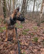 Mechelse herder pup reu, Dieren en Toebehoren, Honden | Herdershonden en Veedrijvers, Parvo, Nederland, 15 weken tot 1 jaar, Meerdere