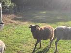 Skudde schapen, Dieren en Toebehoren, Mannelijk, Schaap