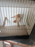 japanse meeuwen te koop, Dieren en Toebehoren, Meerdere dieren, Tropenvogel