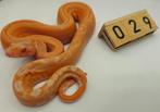 boa imperator Sunglow Leopard 66% anery t1 man, Slang, 0 tot 2 jaar