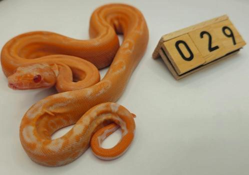 boa imperator Sunglow Leopard 66% anery t1 man, Dieren en Toebehoren, Reptielen en Amfibieën, Slang, 0 tot 2 jaar