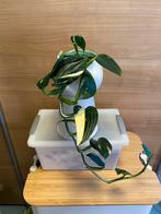 Monstera standleyana, Huis en Inrichting, Kamerplanten, Ophalen of Verzenden, Overige soorten, Minder dan 100 cm
