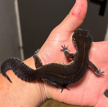 0.1 pure black night luipaardgekko beschikbaar voor biedingen
