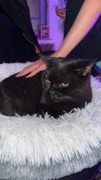 Britse korthaar, Dieren en Toebehoren, Katten en Kittens | Raskatten | Korthaar, Kater