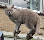 Vermist Kat-British Korthaar- Help ons zoeken in Elst 6661VP, Ophalen of Verzenden, Nieuw