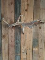 Gewei (damhert), Verzamelen, Dierenverzamelingen, Ophalen, Zo goed als nieuw, Hert, Gewei of Kop