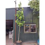 Plataan - Platanus hispanica - boom, Tuin en Terras, Planten | Bomen, Halfschaduw, Overige soorten, Lente, 250 tot 400 cm