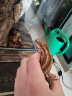 Prachtige gargoyle gekko man, Dieren en Toebehoren, Reptielen en Amfibieën, 0 tot 2 jaar, Hagedis