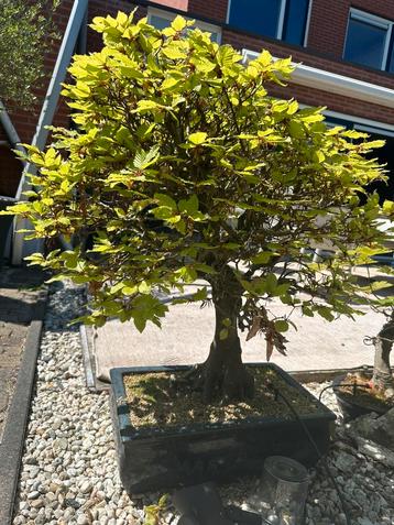 Bonsai beuk beschikbaar voor biedingen